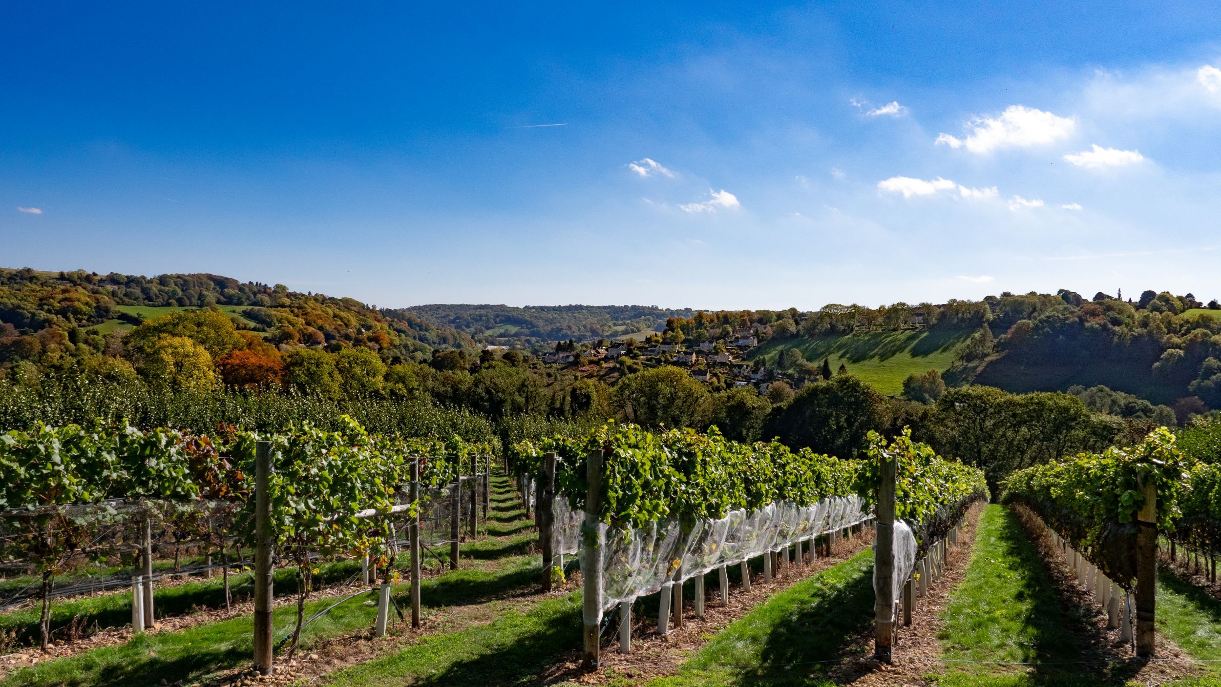 Worchester Valley Vineyard